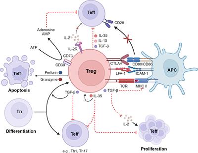 Mechanisms underlying immunosuppression by regulatory cells